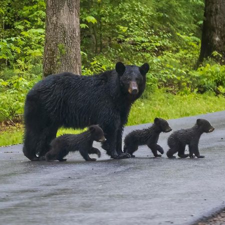 Bear Den, Hot Tub, 1089 Of Free Attraction Tickets For Each Paid Day, Dollywood And More! Sevierville Kültér fotó
