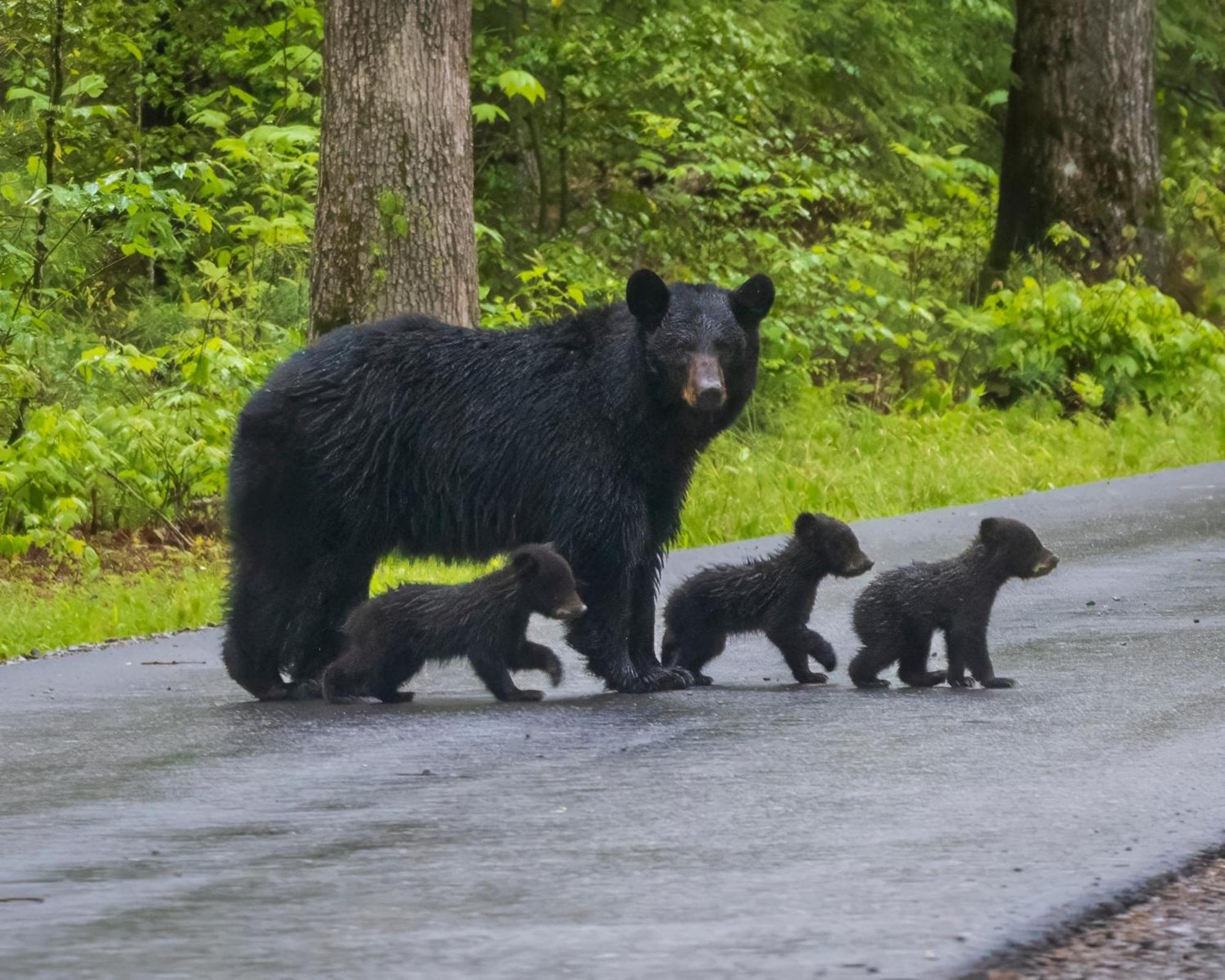 Bear Den, Hot Tub, 1089 Of Free Attraction Tickets For Each Paid Day, Dollywood And More! Sevierville Kültér fotó